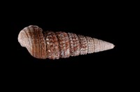 藏品(栓海蜷)的圖片